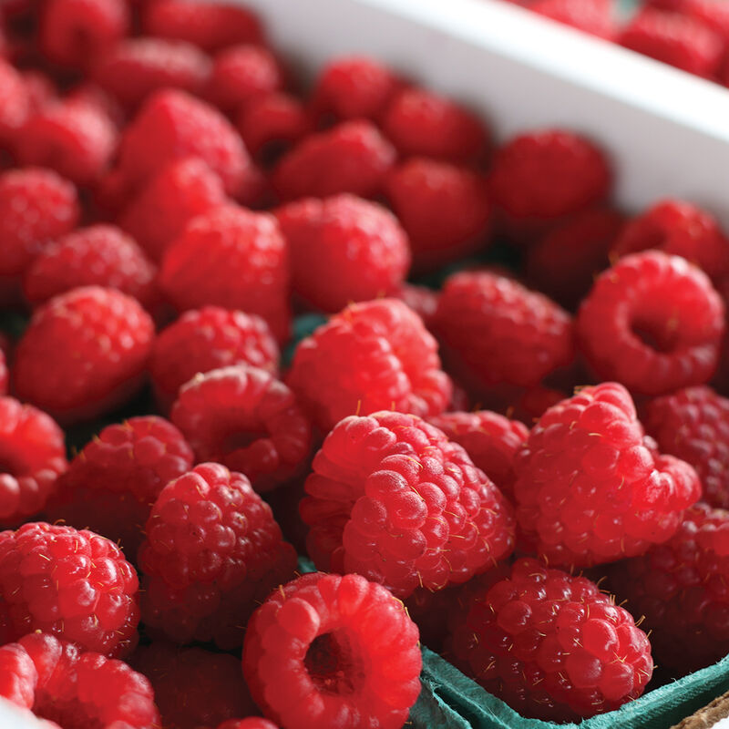 00040_01_redraspberrycollection