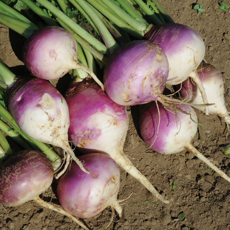 00233_01_purple_top