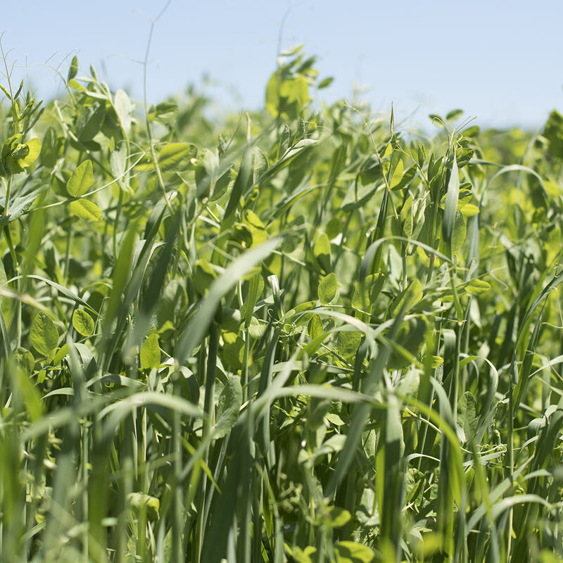 003685g_01_peasoats_mix