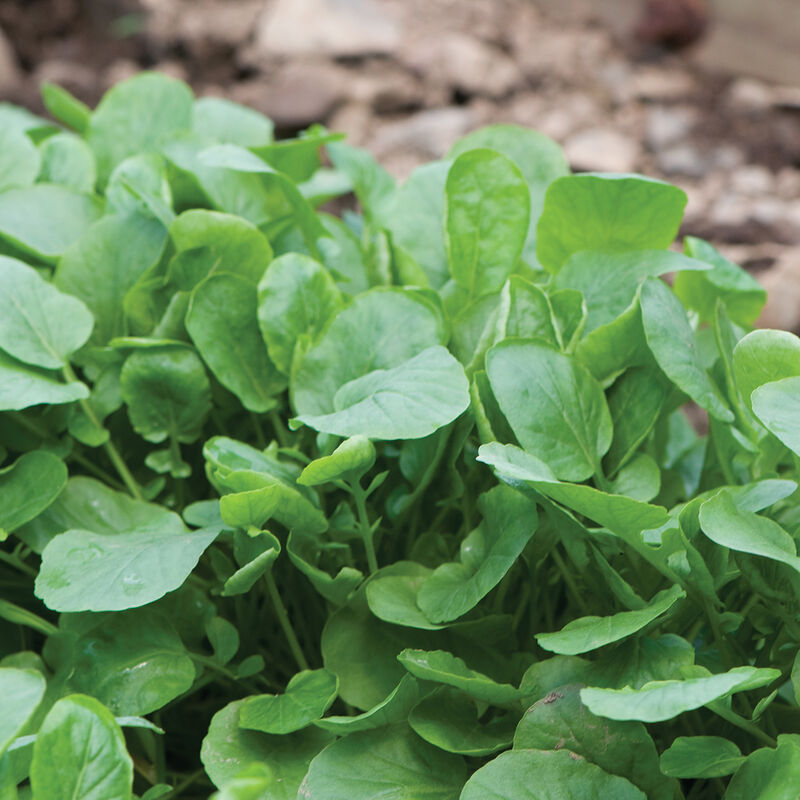 00381_01_uplandcress