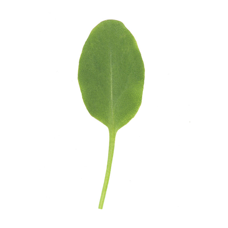 00383_01_sorrelsalad