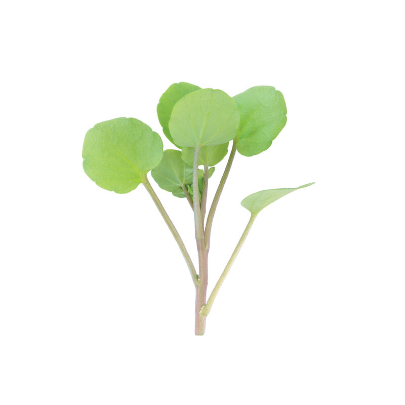 00384_01_watercresssalad