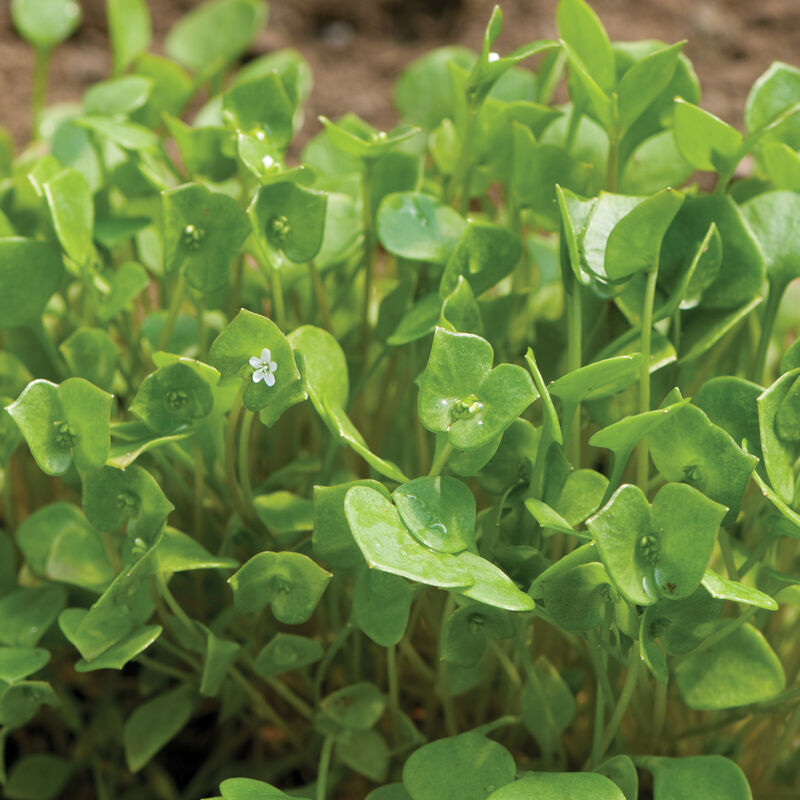 00388_01_claytonia