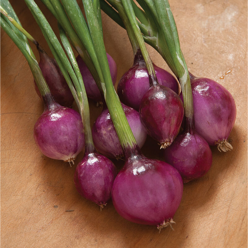 00499_01_purplette