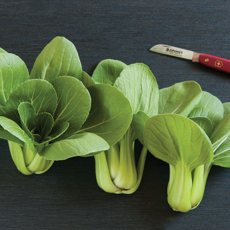 00509_01_meiqingchoi