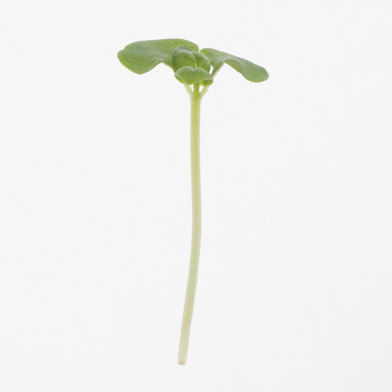 00774m_01_lemonbasil