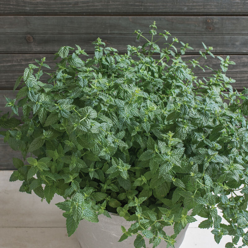 00831_01_commonmint