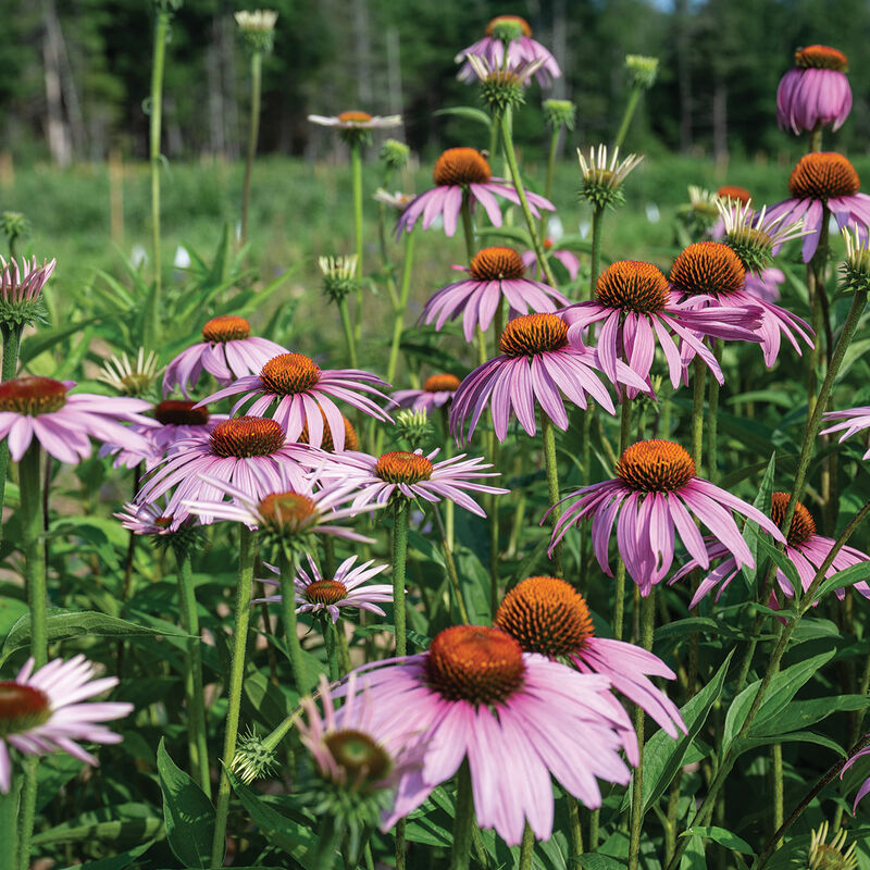 00842_01_purple_echinacea