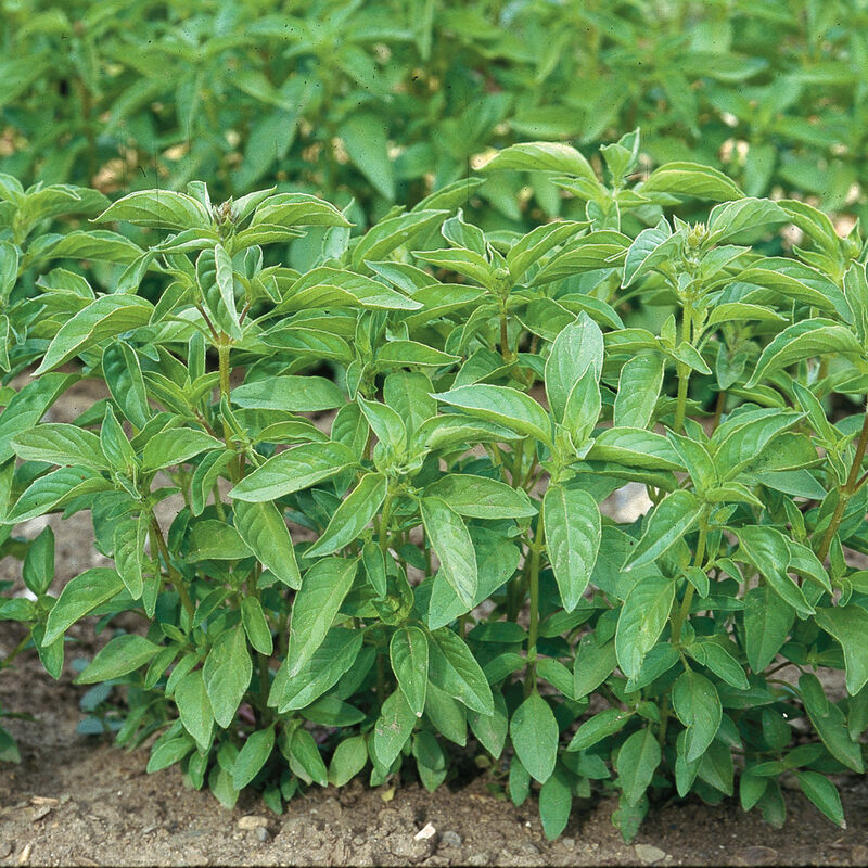 00848g_01_limebasil