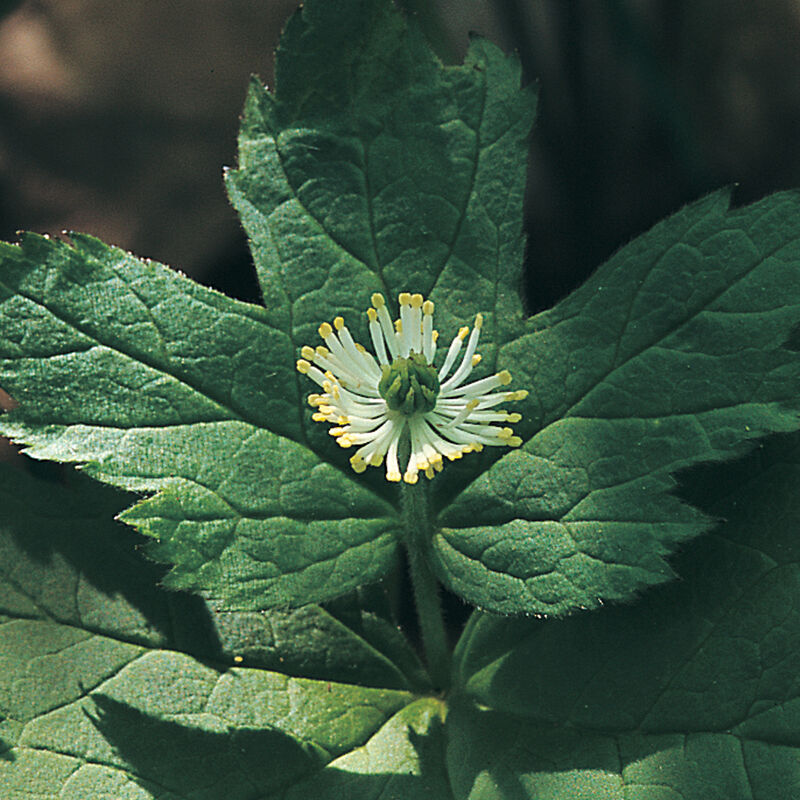 00899_01_goldenseal