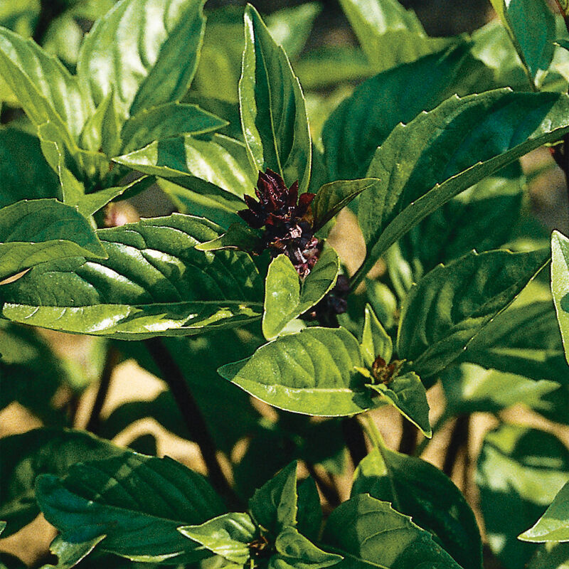 00906_01_cinnbasil