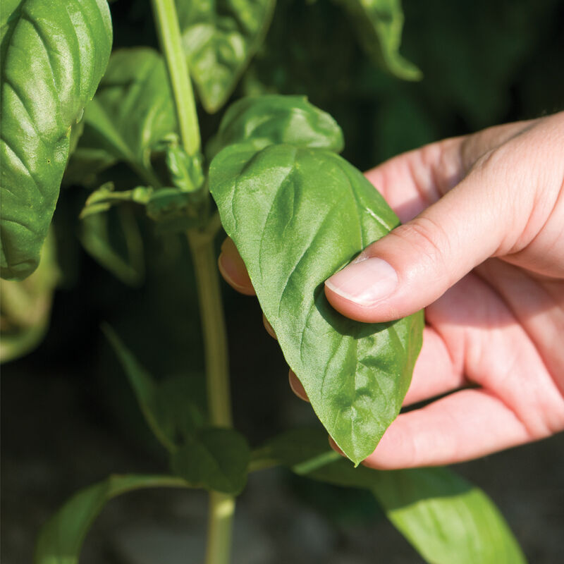 00911_01_enovesebasil