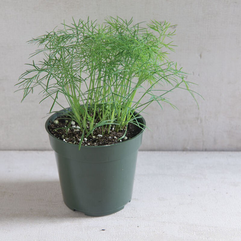00921_03_fernleafdill
