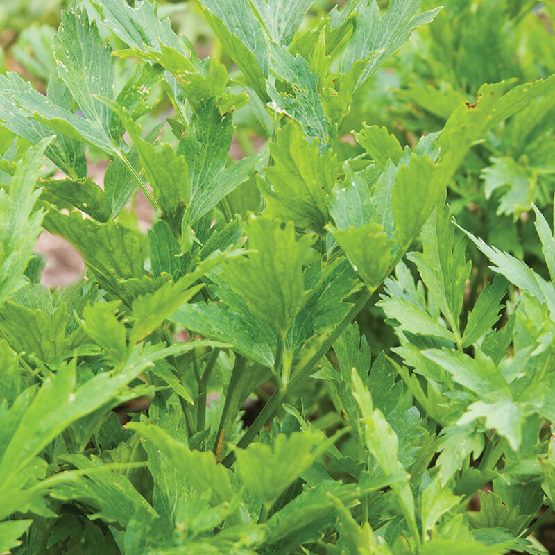 00927g_01_lovage