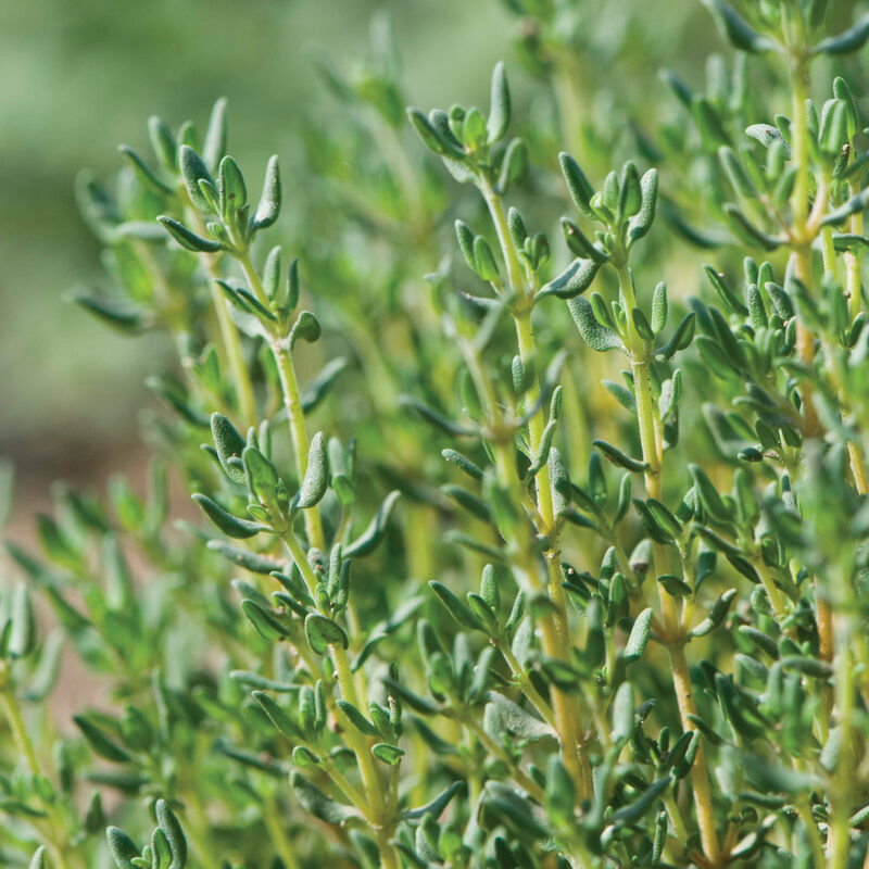 00940g_01_germanthyme