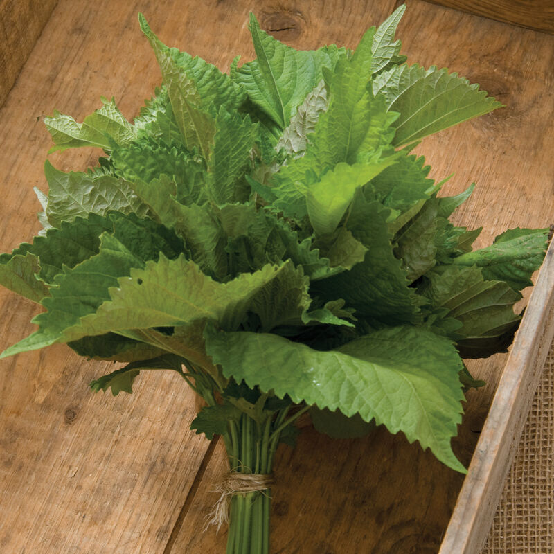 00948_01_greenshiso