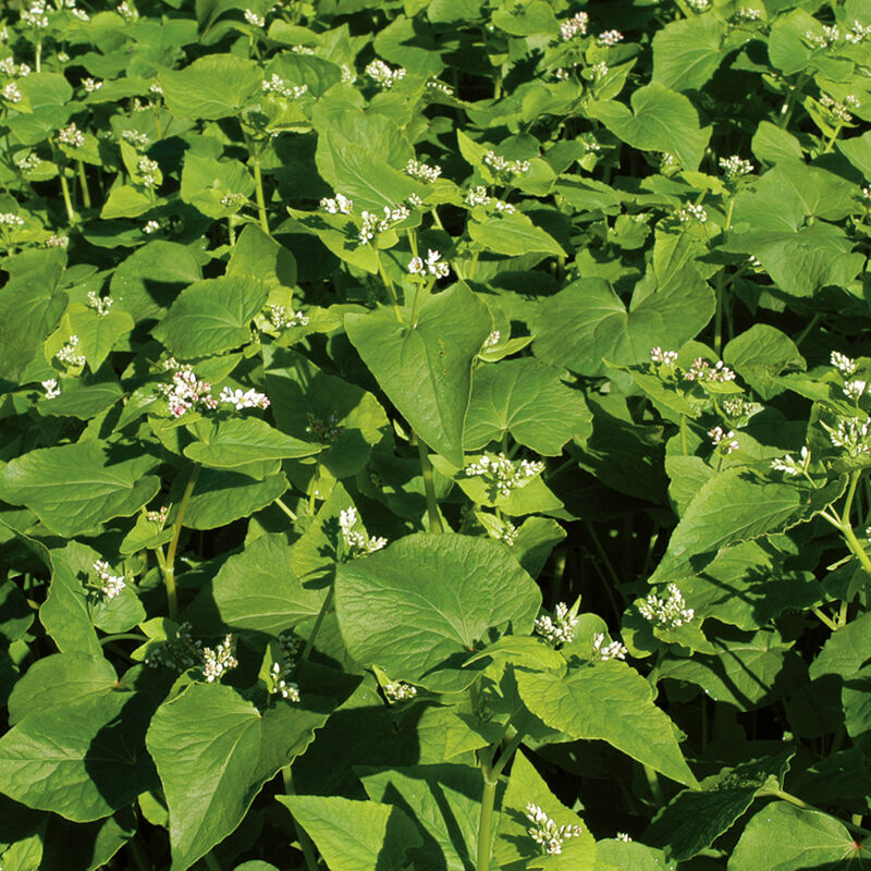 00966g_01_buckwheat