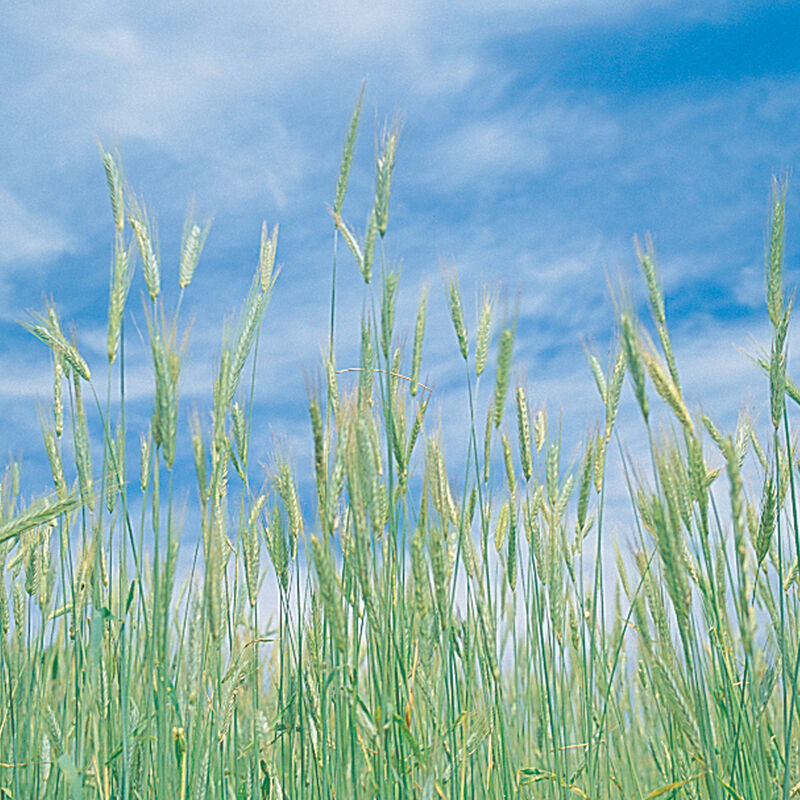 00968g_01_winter_rye
