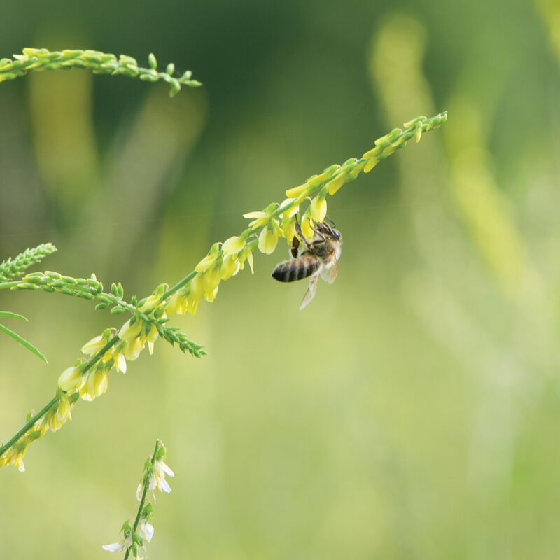 00977g_01_sweetclover