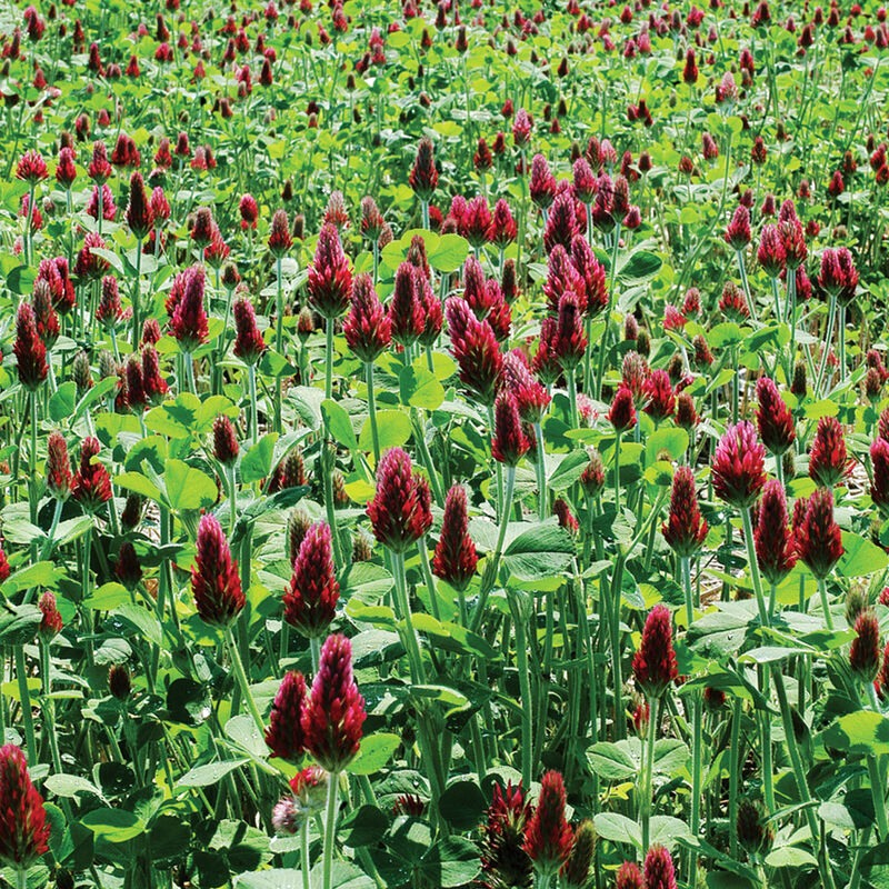 00982_01_crimson_clover