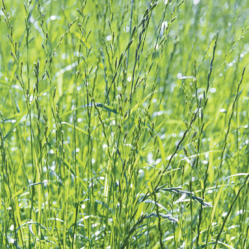00988_01_ryegrass