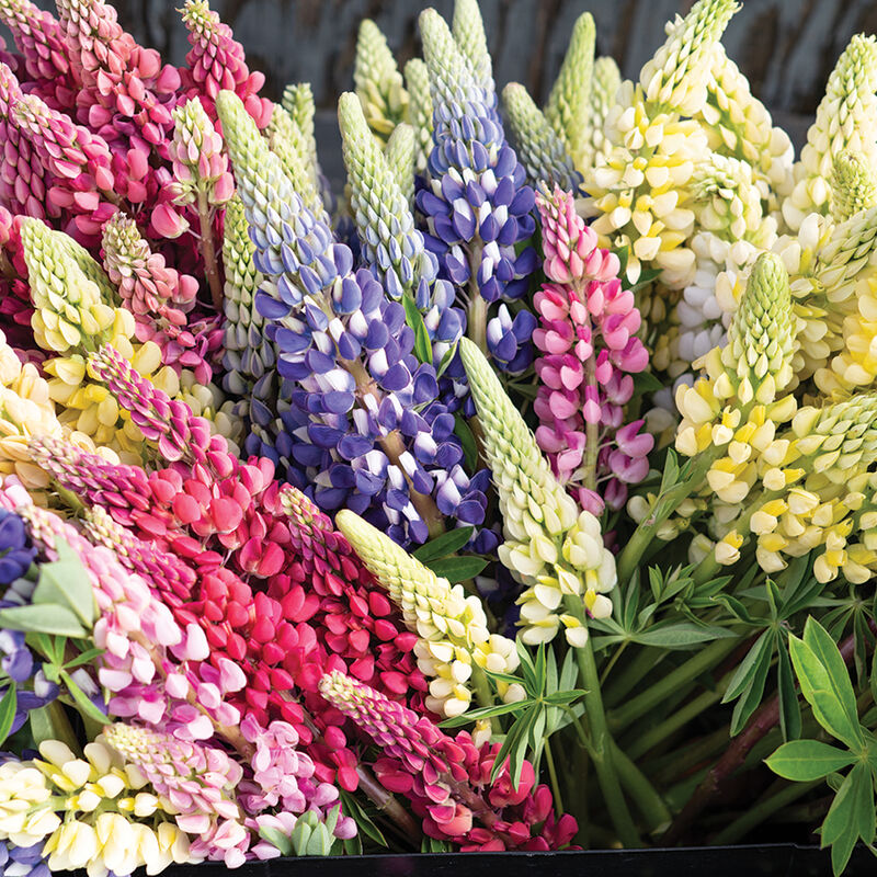 01130_01_russell_formula_mix_lupine