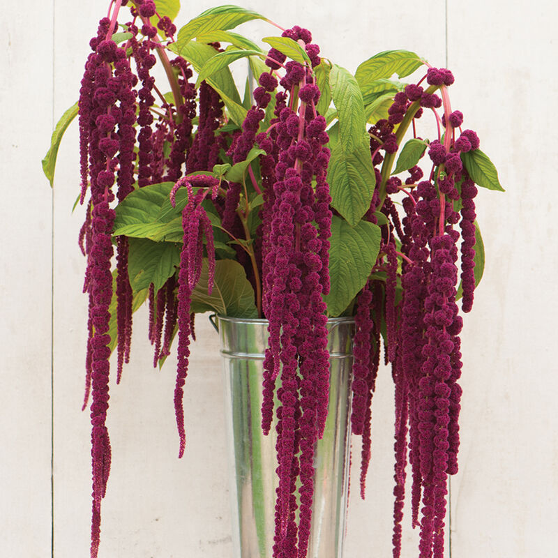 01139_01_love_lies_bleeding