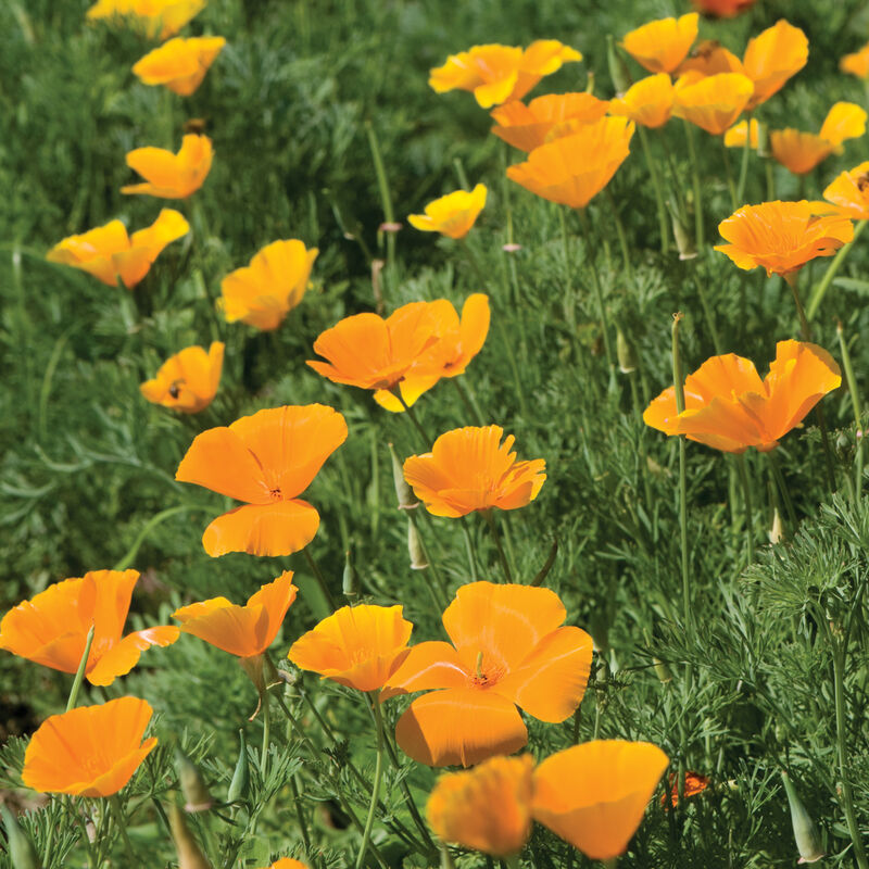 01229_01_calipoppy