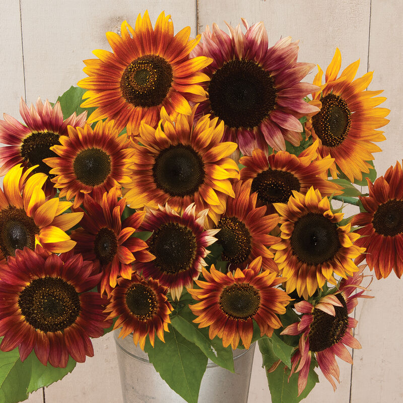 01305_01_autumnbeauty