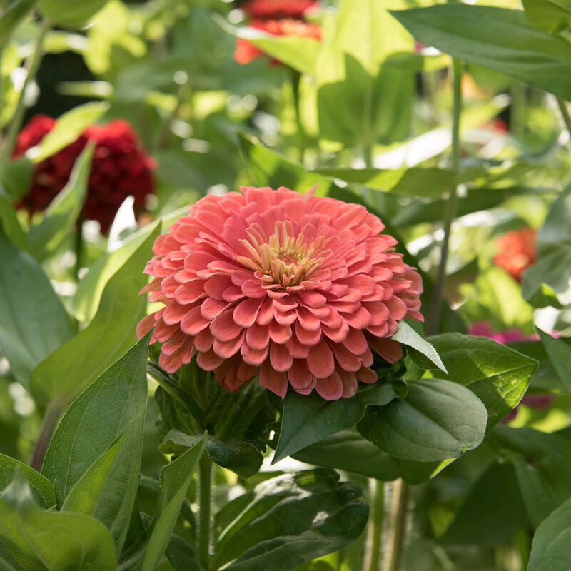 01362_01_benarys_giant_salmon_rose