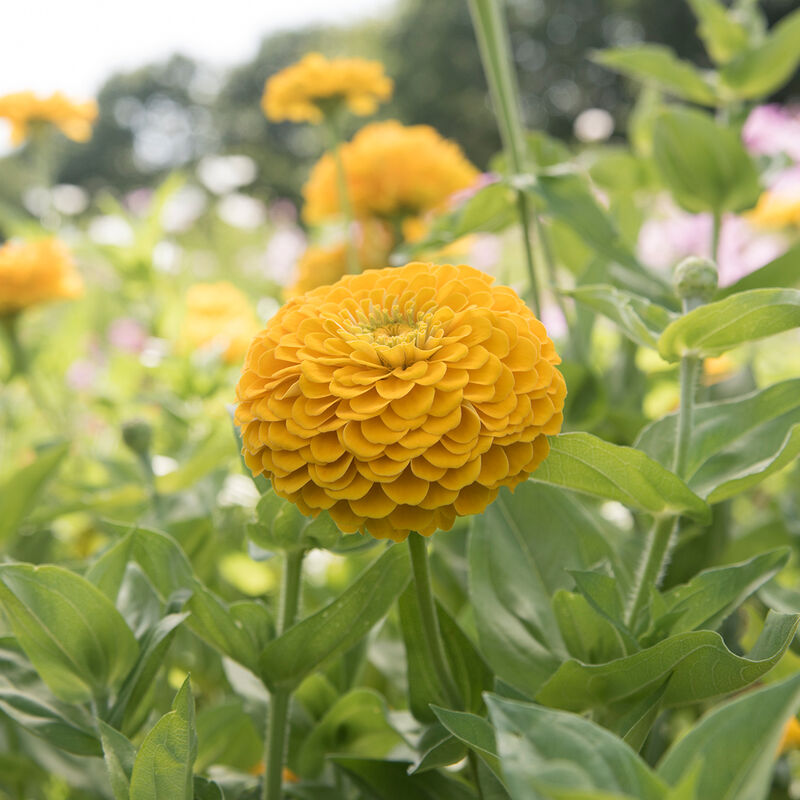 01364_01_benarys_giant_golden_yellow
