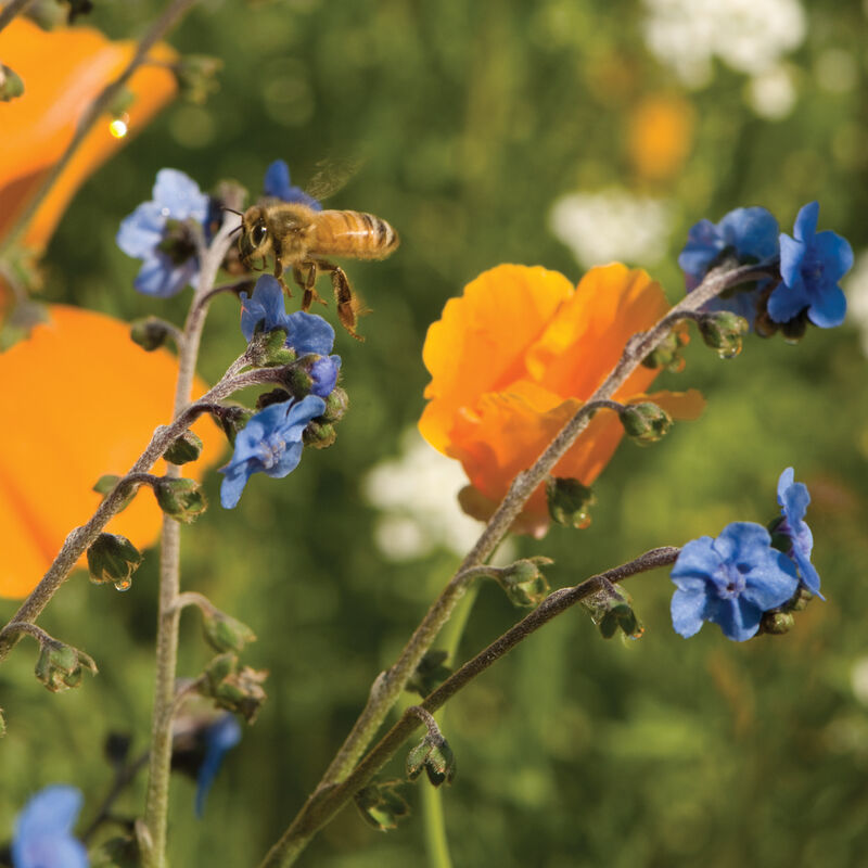 01397_01_beefeedmixweb