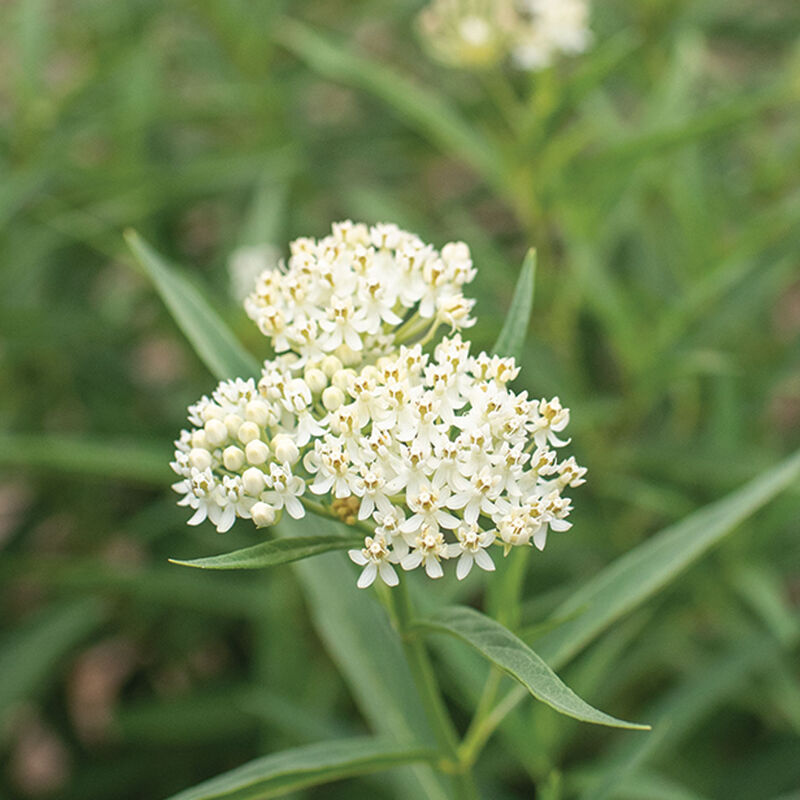 01468_01_milkmaid_asclepias