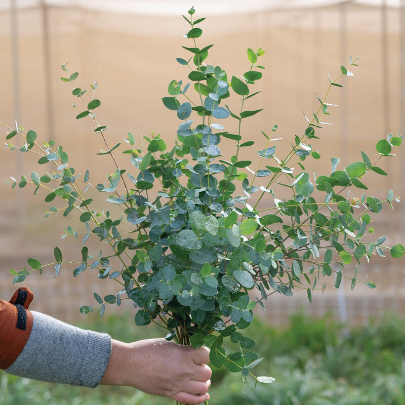 01500_02_silver_srop_eucalyptus