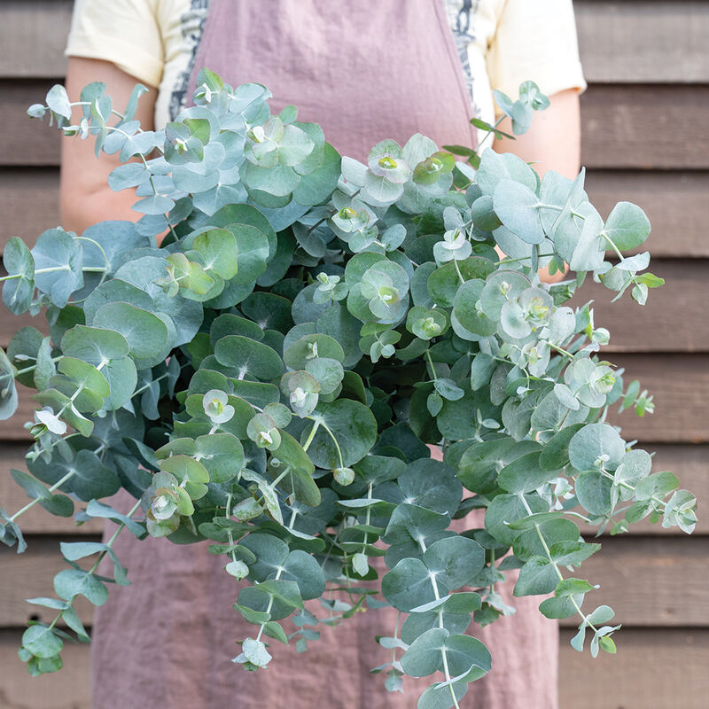 01509_01_silverdollar_eucalyptus