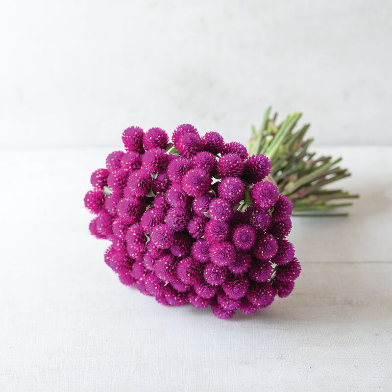 01528_01_qispurple