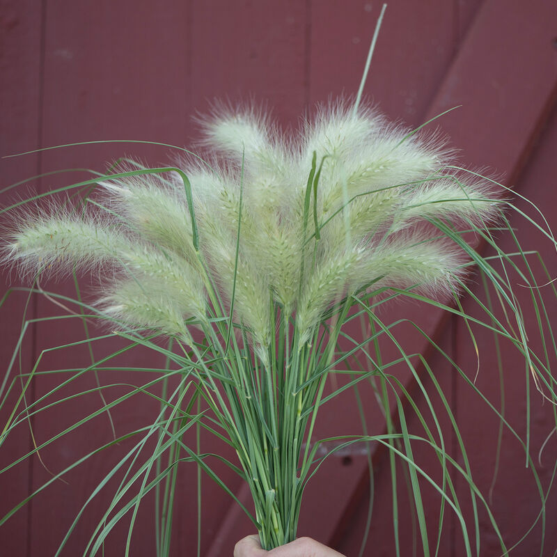 01584_01_feathertop