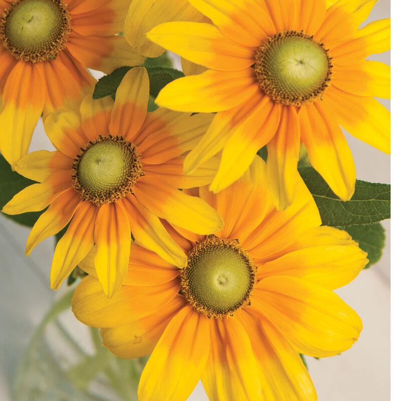 01644p_01_prairiesun