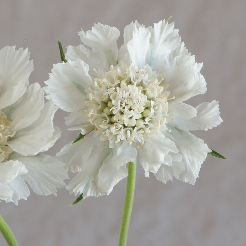 01760_01_fama_white