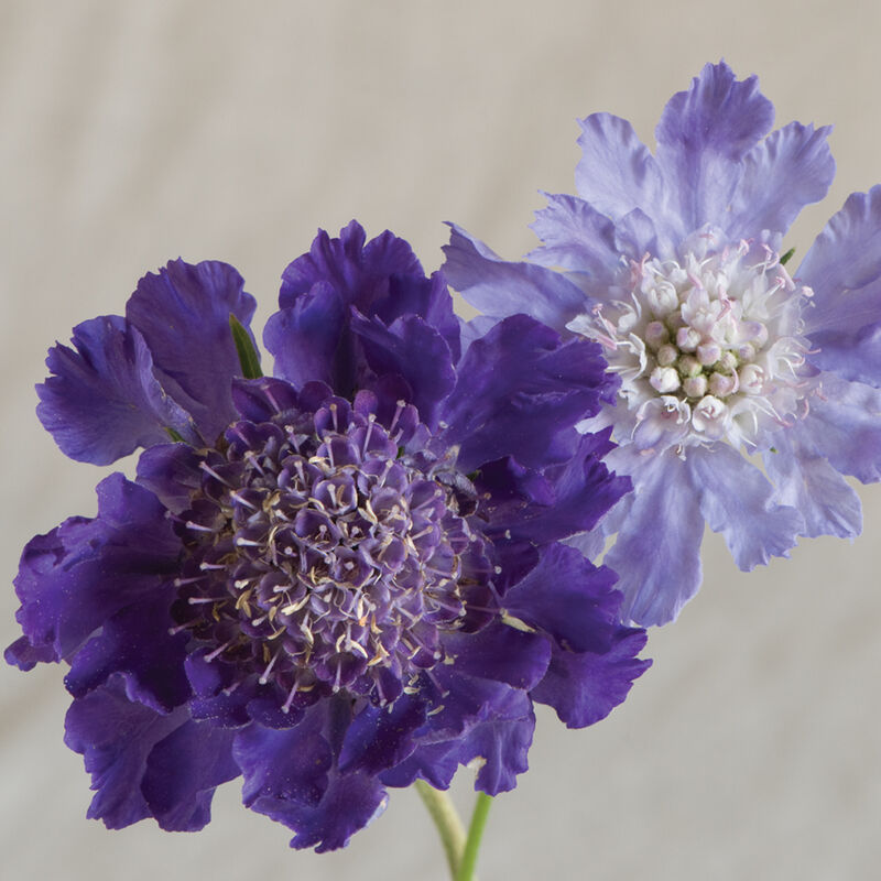 01761_01_fama_deepblue