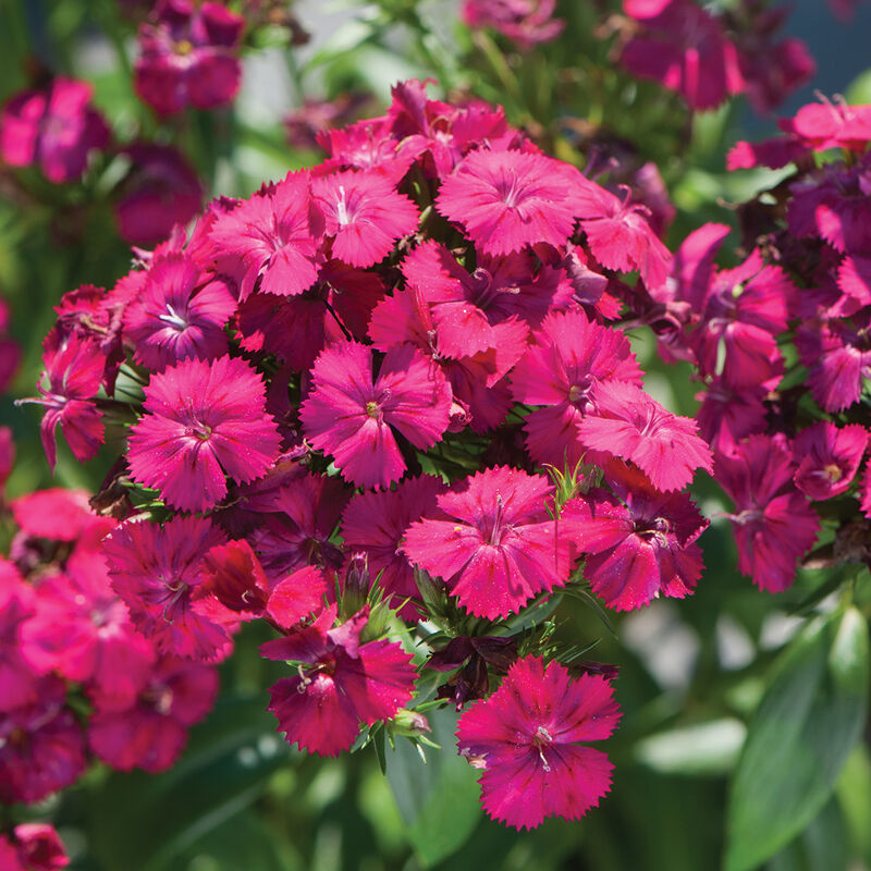 01788p_01_amazonneoncherry