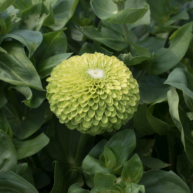 01789_01_giant_lime