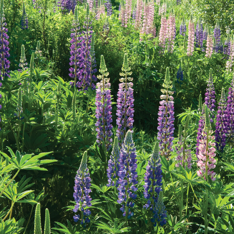 01820_01_perennlupine
