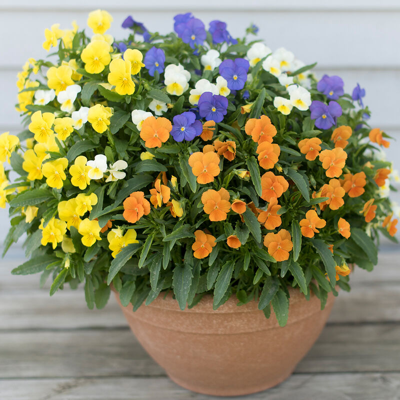 01828_01_penny_all_season_mix