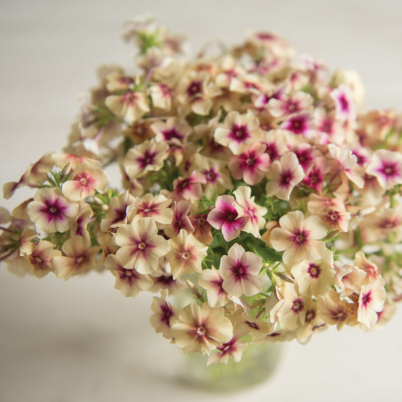 01928_01_cherrycaramel