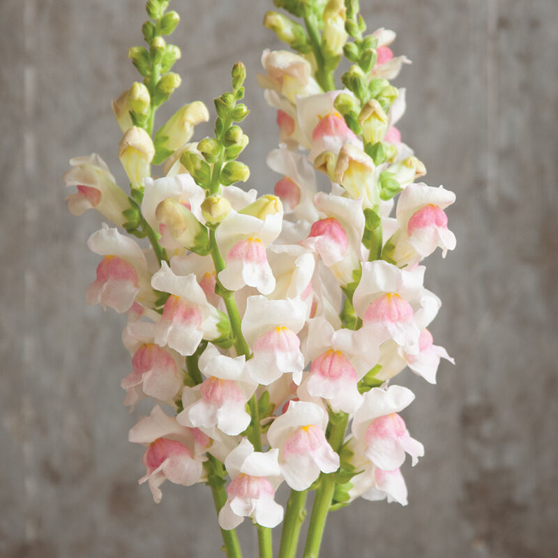 01945p_01_potomac_appleblossom_snapdragon