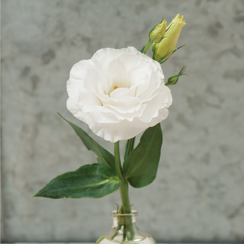 01962p_01_mariachiwht