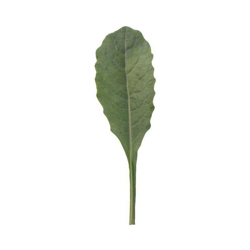 02123_01_toscano
