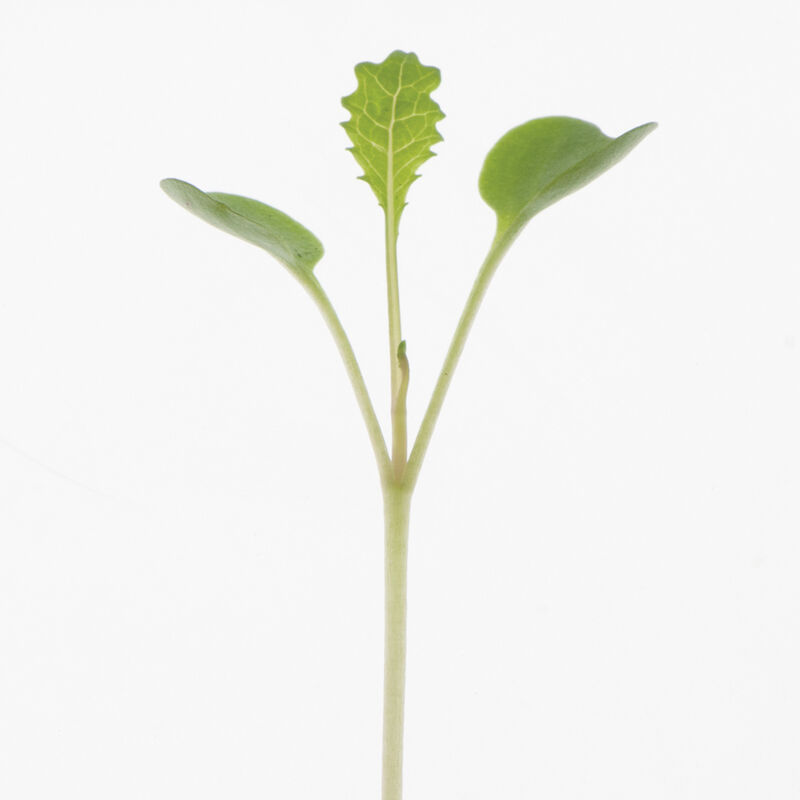 02123mg_01_toscano_kale
