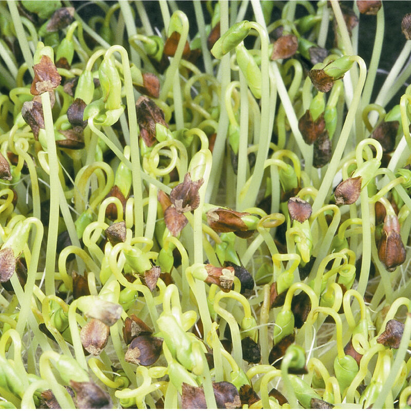 02151sg_01_buckwheat_sprouts